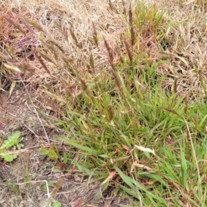 Anthoxanthum odoratum at Dry Plain, NSW - 19 Nov 2022 12:40 PM