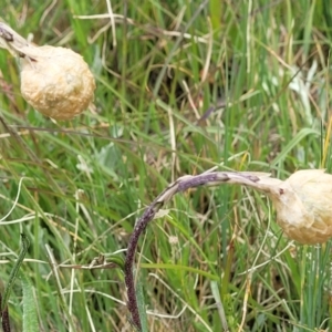 Podolepis jaceoides at Dry Plain, NSW - 19 Nov 2022