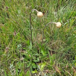 Podolepis jaceoides at Dry Plain, NSW - 19 Nov 2022