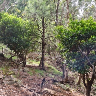 Arbutus unedo (Strawberry Tree) at Isaacs Ridge and Nearby - 18 Nov 2022 by Mike