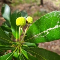 Arbutus unedo at Isaacs, ACT - 19 Nov 2022