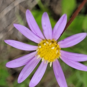 Calotis scabiosifolia var. integrifolia at Dry Plain, NSW - 19 Nov 2022