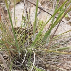 Austrostipa densiflora at Calwell, ACT - 19 Nov 2022