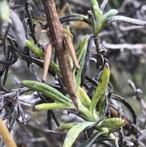 Keyacris scurra at Yaouk, NSW - 19 Nov 2022 08:27 AM