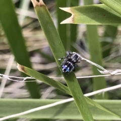 Maratus harrisi (Harris's Peacock spider) at Namadgi National Park - 19 Nov 2022 by MattFox