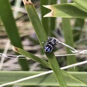 Maratus harrisi at Mount Clear, ACT - 19 Nov 2022