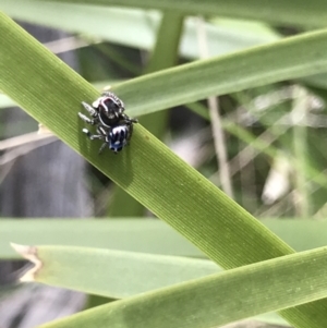 Maratus harrisi at Mount Clear, ACT - 19 Nov 2022