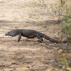 Varanus varius (Lace Monitor) at Wingecarribee Local Government Area - 19 Nov 2022 by Aussiegall