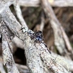Maratus harrisi (Harris's Peacock spider) at Yaouk, NSW - 19 Nov 2022 by NedJohnston