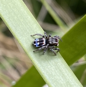 Maratus harrisi at Yaouk, NSW - suppressed