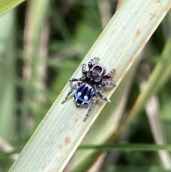 Maratus harrisi at Yaouk, NSW - 19 Nov 2022