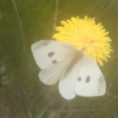 Pieris rapae (Cabbage White) at Namadgi National Park - 19 Nov 2022 by VanceLawrence