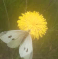 Pieris rapae at Rendezvous Creek, ACT - 19 Nov 2022