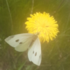 Pieris rapae at Rendezvous Creek, ACT - 19 Nov 2022