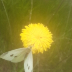 Pieris rapae at Rendezvous Creek, ACT - 19 Nov 2022