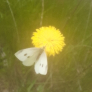 Pieris rapae at Rendezvous Creek, ACT - 19 Nov 2022