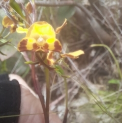 Diuris semilunulata (Late Leopard Orchid) at Rendezvous Creek, ACT - 19 Nov 2022 by VanceLawrence