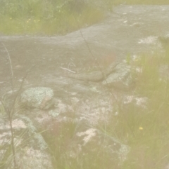 Varanus rosenbergi (Heath or Rosenberg's Monitor) at Namadgi National Park - 19 Nov 2022 by VanceLawrence