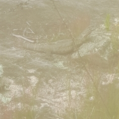 Varanus rosenbergi at Rendezvous Creek, ACT - suppressed