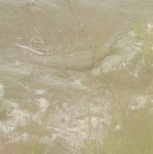 Varanus rosenbergi at Rendezvous Creek, ACT - 19 Nov 2022