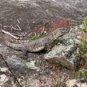 Varanus rosenbergi at Rendezvous Creek, ACT - suppressed