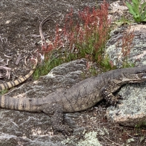 Varanus rosenbergi at Rendezvous Creek, ACT - 19 Nov 2022