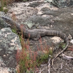 Varanus rosenbergi at Rendezvous Creek, ACT - 19 Nov 2022