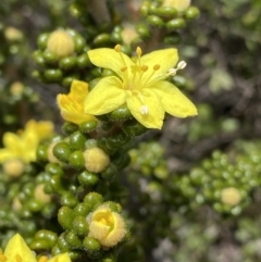 Asterolasia trymalioides (Alpine Star Bush) at Mount Clear, ACT - 19 Nov 2022 by NedJohnston