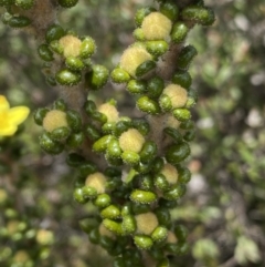 Asterolasia trymalioides at Mount Clear, ACT - 19 Nov 2022 01:44 PM