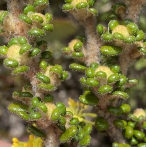 Asterolasia trymalioides at Mount Clear, ACT - 19 Nov 2022 01:44 PM