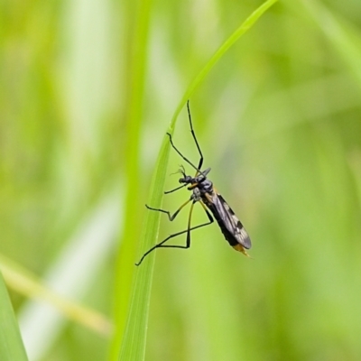 Gynoplistia (Gynoplistia) bella (A crane fly) at Higgins, ACT - 19 Nov 2022 by MichaelWenke