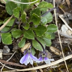 Viola improcera (Dwarf Violet) at Scabby Range Nature Reserve - 19 Nov 2022 by NedJohnston