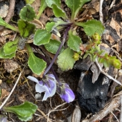 Viola improcera at Yaouk, NSW - 19 Nov 2022 12:31 PM