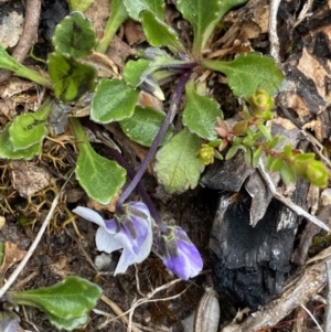 Viola improcera at Yaouk, NSW - 19 Nov 2022