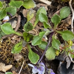 Viola improcera at Yaouk, NSW - 19 Nov 2022