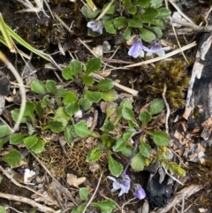 Viola improcera at Yaouk, NSW - 19 Nov 2022