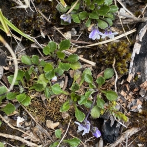 Viola improcera at Yaouk, NSW - 19 Nov 2022