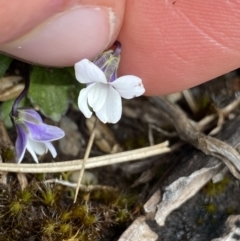 Viola improcera at Yaouk, NSW - 19 Nov 2022 12:31 PM