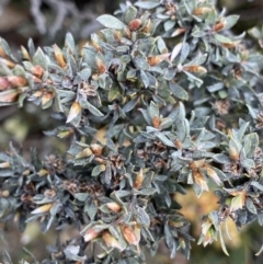 Gaudium namadgiense (Namadgi Tea-tree) at Mount Clear, ACT - 19 Nov 2022 by NedJohnston