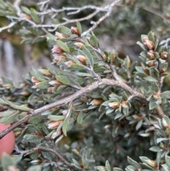 Gaudium namadgiense at Mount Clear, ACT - 19 Nov 2022