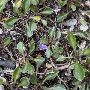 Viola improcera at Mount Clear, ACT - 19 Nov 2022 02:10 PM