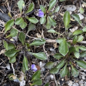 Viola improcera at Mount Clear, ACT - 19 Nov 2022 02:10 PM