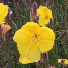 Oenothera stricta subsp. stricta (Common Evening Primrose) at Pine Island to Point Hut - 19 Nov 2022 by michaelb