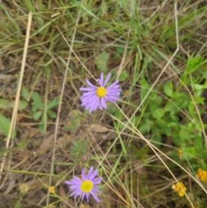 Brachyscome rigidula at Bungendore, NSW - 19 Nov 2022