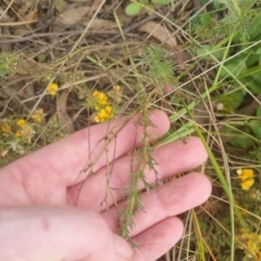 Brachyscome rigidula at Bungendore, NSW - 19 Nov 2022