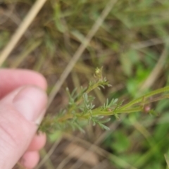 Brachyscome rigidula at Bungendore, NSW - 19 Nov 2022