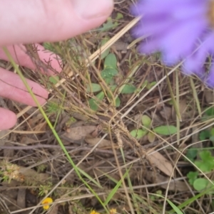 Brachyscome rigidula at Bungendore, NSW - 19 Nov 2022