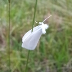 Tipanaea patulella (The White Crambid moth) at Verona, NSW - 19 Nov 2022 by Thetreedoctor