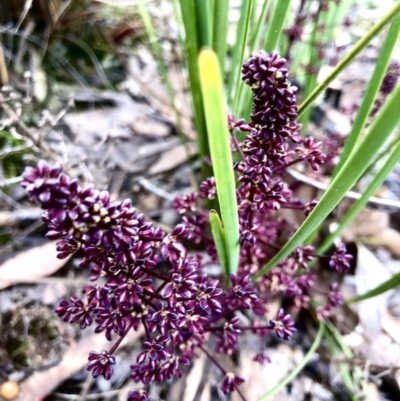 Lomandra multiflora (Many-flowered Matrush) at Burra, NSW - 19 Nov 2022 by JessBelle