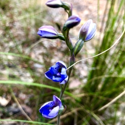 Thelymitra juncifolia (Dotted Sun Orchid) at Burra, NSW - 19 Nov 2022 by JessBelle